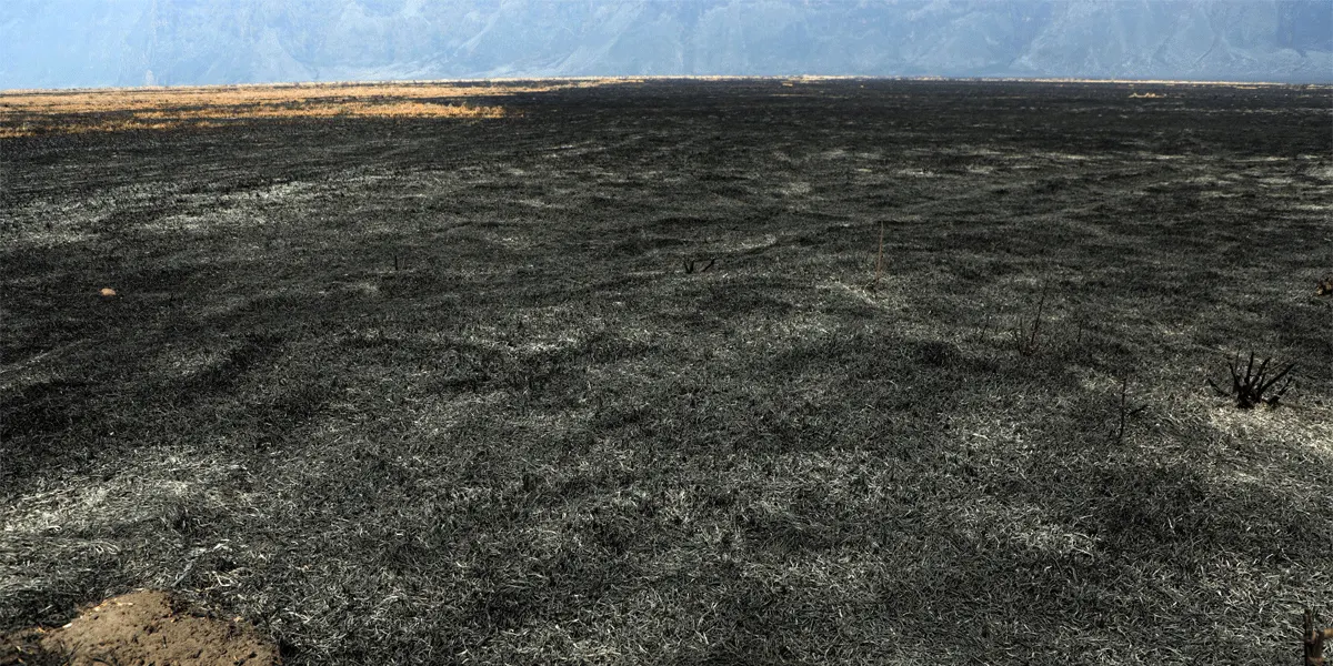 Lahan yang terdampak karhutla di Taman Nasional Bromo Tengger Semeru (TNBTS), Jawa Timur tampak hangus.