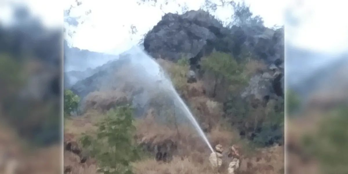 Petugas tengah memadamkan kebakaran di hutan.