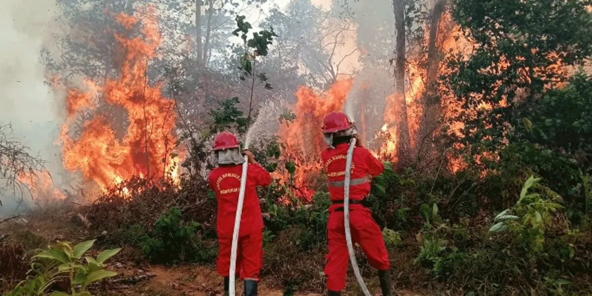 Ilustrasi kebakaran hutan dan lahan.