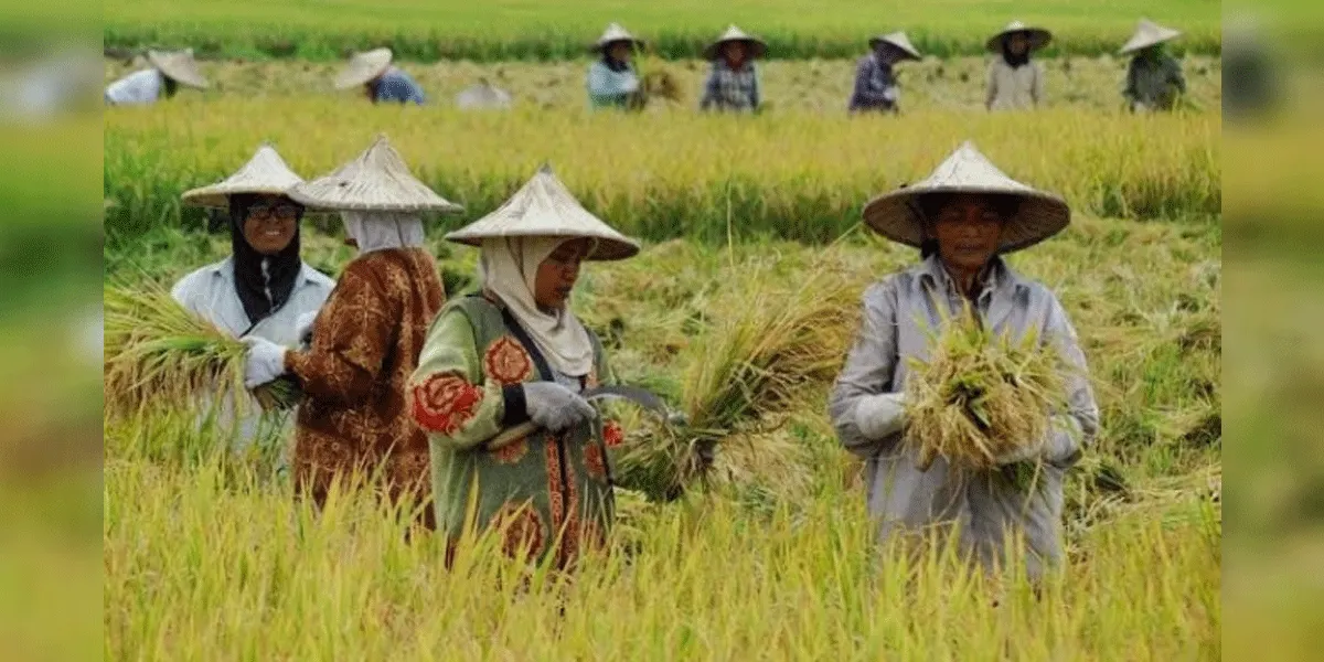 Ilustrasi petani di masa panen raya.