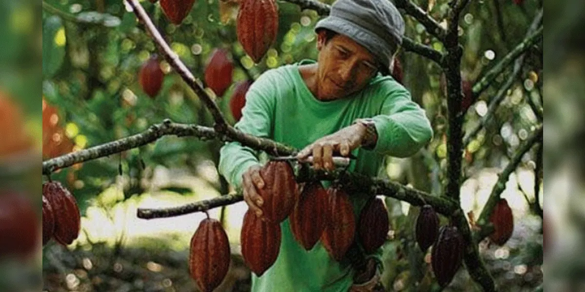 Ilustrasi petani Kakao
