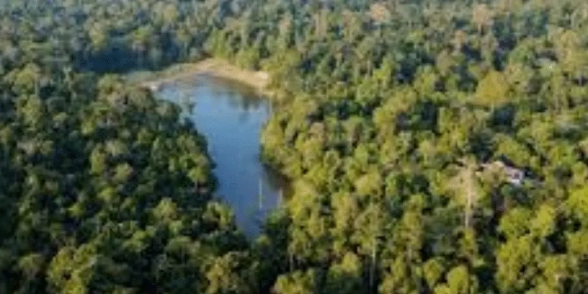 Ilustrasi hutan.