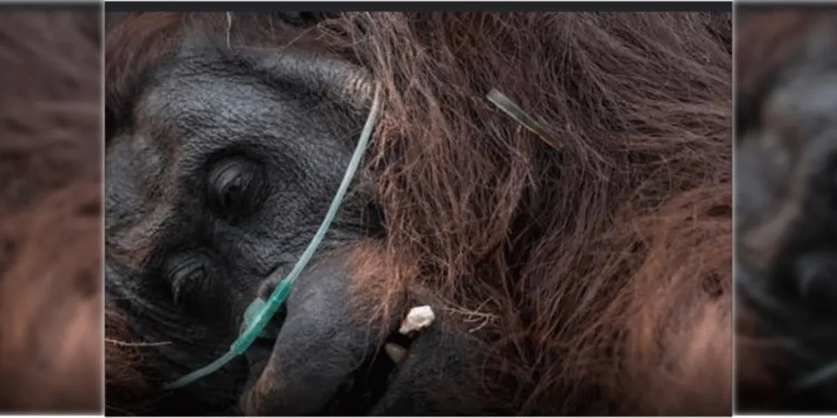 Orang Utan bernama Sempurna mati diduga terpapar asap karhutla.