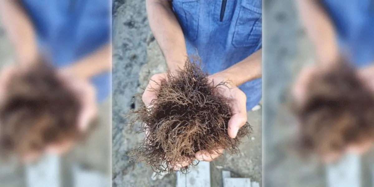 Ilustrasi rumput laut hasil budidaya tampak segar saat diperlihatkan usai dipanen. Komoditas pesisir ini menjadi salah satu sumber penghidupan masyarakat sekaligus memiliki potensi ekonomi yang besar.