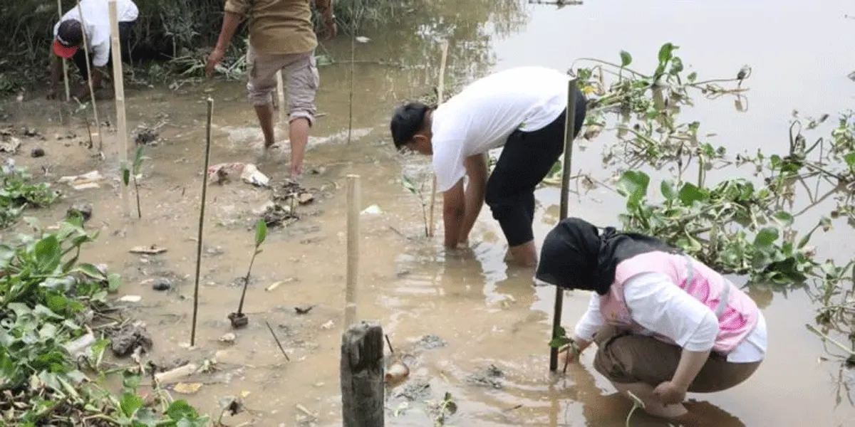 PLN Icon Plus SBU Regional Sumatera Bagian Tengah melaksanakan program Tanggung Jawab Sosial dan Lingkungan (TJSL) Iconnectivity for Green dengan tema “Menjaga Sungai, Mendukung Ekosistem Laut” melalui penanaman bibit mangrove di aliran Sungai Siak, Kabupaten Siak, Provinsi Riau.